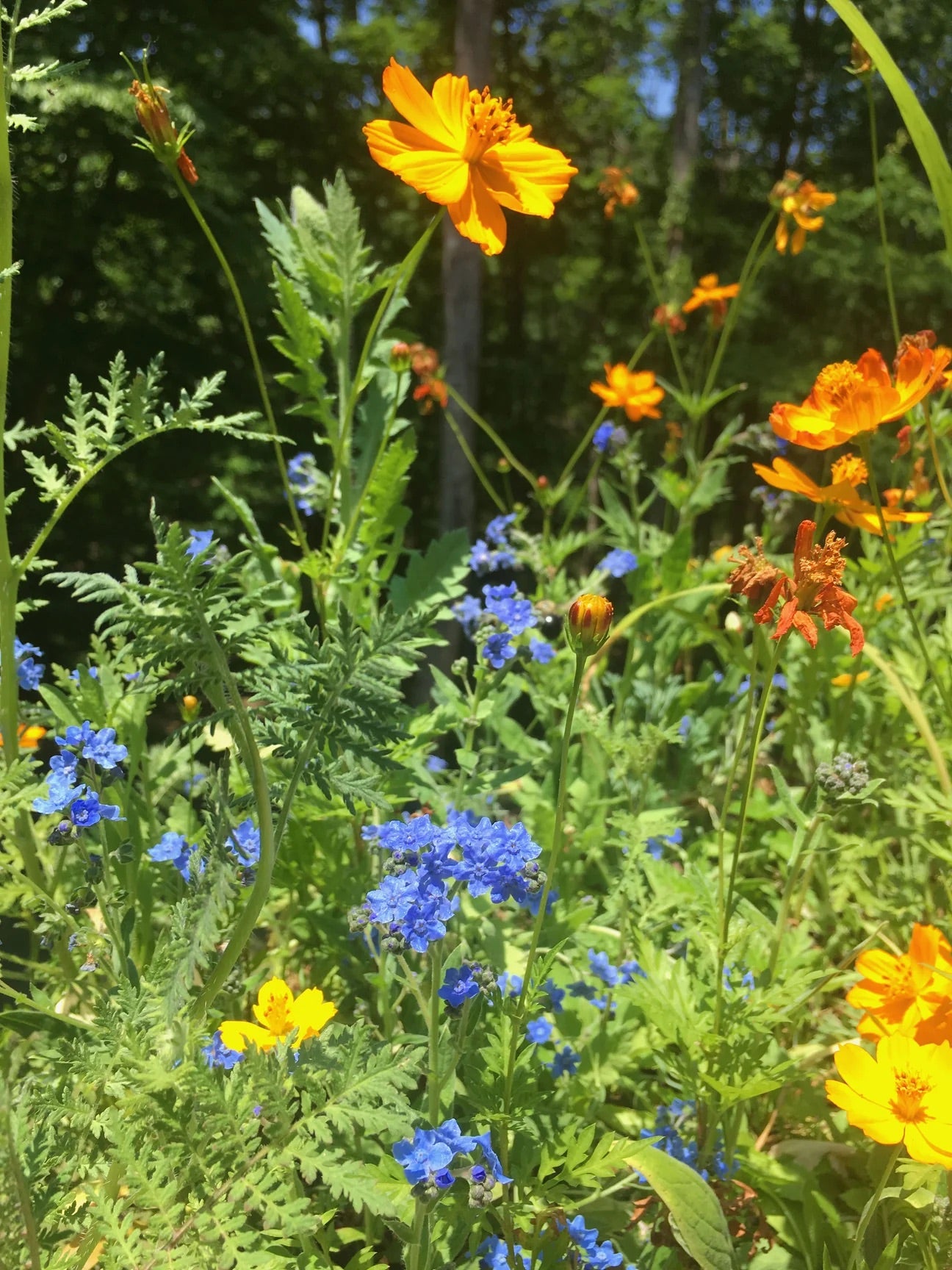 Honey Bee Habitat Garden Kit